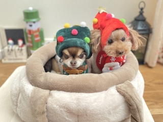 �������̃v���[���g�@